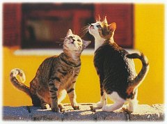 Gatti (376)